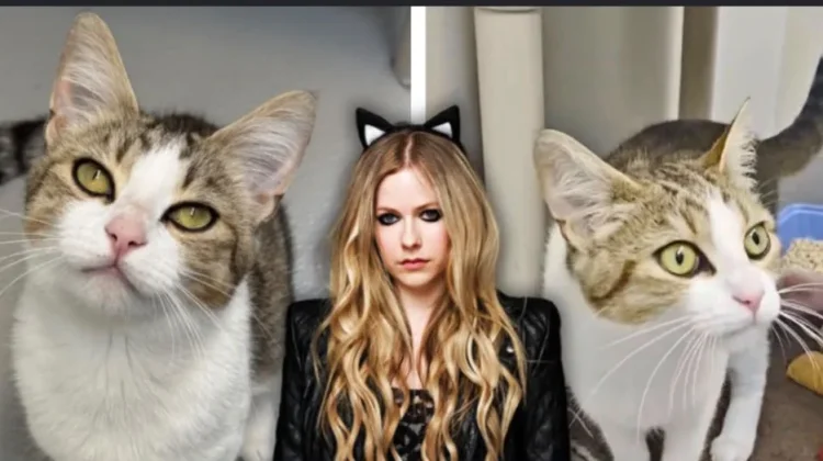 Kucing Bernama Avril Lavigne Viral karena Mirip Penyanyi Pop-Punk