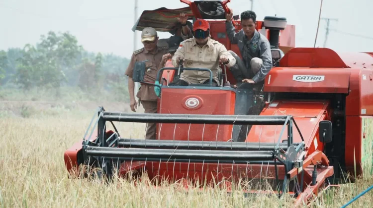 Panen IP 200 Capai 5,6 Ton, Banyuasin Perkuat Ketahanan Pangan