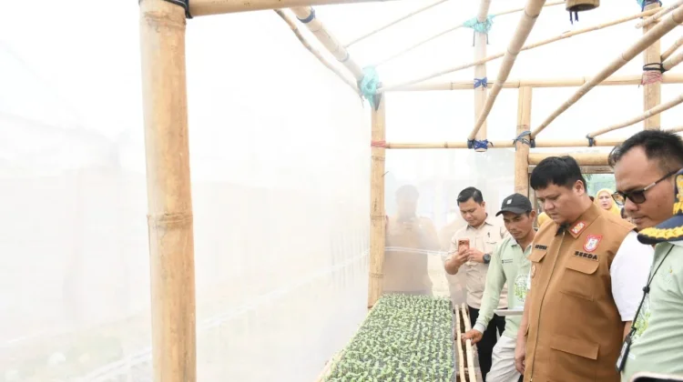 Program Sinar Bohlam Dorong Pertanian Modern di Banyuasin