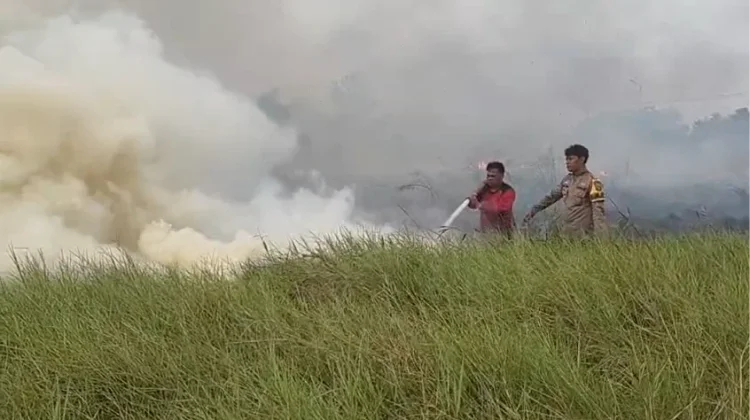 Lahan Semi Gambut Seluas 15 Hektare di Pulau Semambu Hangus Terbakar