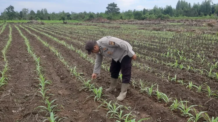 Dukung Ketahanan Pangan, Polsek Muara Kuang Monitoring Pekarangan Bergizi