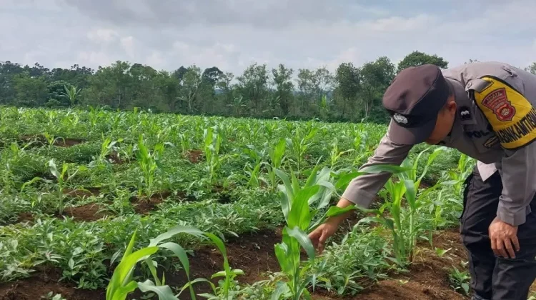 Bhabinkamtibmas Pagar Alam Pantau Jagung Dukung Ketahanan Pangan