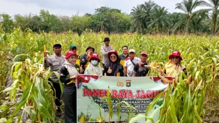 Polisi dan Petani Panen Jagung di Desa Bulang Muara Enim