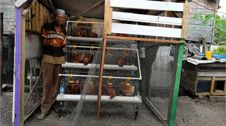 Program Ayam Petelur PTBA, Dorong Produktifitas Amat di Usia Senja