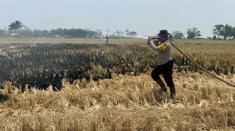 Polisi-BPBD Padamkan Kebakaran Lahan di Pemulutan, Sumber Api Masih Misteri