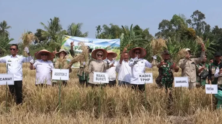 Petani Pagar Ruyung Panen Raya, Wabup Lahat Dorong Produktivitas