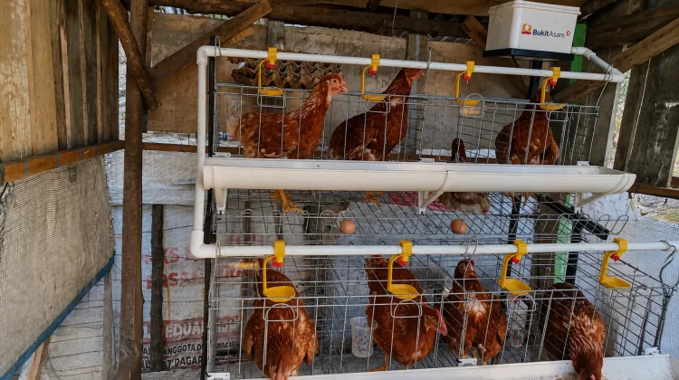 Program Ayam Petelur PTBA, Dorong Kemandirian Ekonomi Warga Sirah Pulau