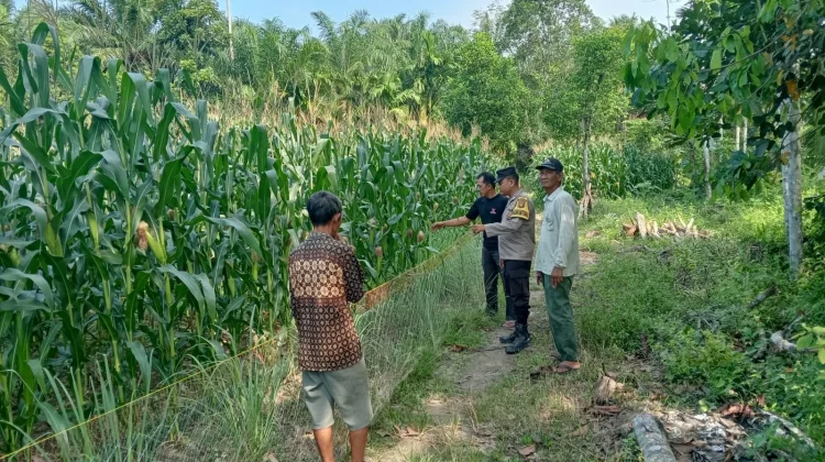 Polisi di Ogan Ilir Sulap Pekarangan Warga Jadi Kebun Jagung