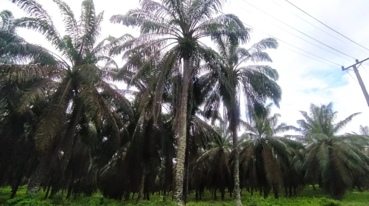 Kemarau Melanda, Harga Sawit Sumsel Tetap Stabil