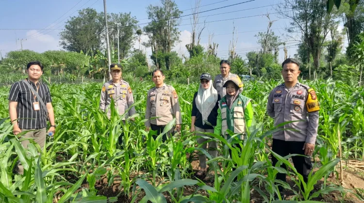 Polsek Pagar Alam Selatan Dampingi Warga Kembangkan Lahan Jagung