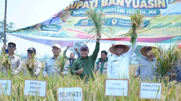 Panen Raya IP 100, Banyuasin Optimalkan Lahan Lebak