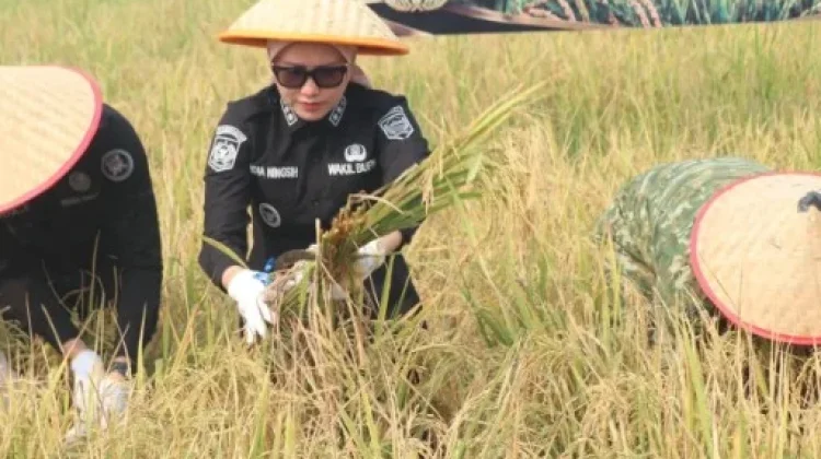Panen Padi Perdana, Yonif TP 894 Prayatna Bumi Dukung Swasembada Pangan
