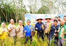 Program Ketahanan Pangan Prabumulih Panen Padi Gogo