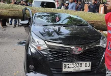 Pohon Tumbang di Depan Kantor Camat IT I, Tiga Mobil Ringsek