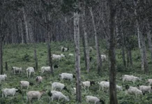 Integrasi Karet-Kambing Berpotensi Tampung 8,5 Juta Ekor
