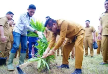 Pemkab Muba Sulap Lahan Tidur Jadi Kebun Produktif