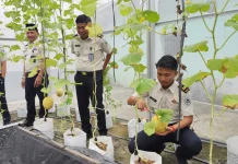 Lapas Sekayu Panen 60 Kg Melon Inthanon