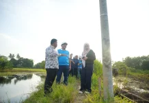 PLN Percepat Listrik Desa Pedamaran OKI