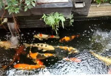 Pesona Ikan Koi, Ikan Hias Sarat Makna dan Warna