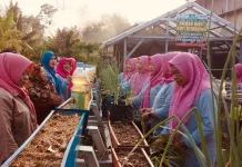 Lahan Tidur, Menjadi Harapan KWT Kemuning Tumbuhkan Kemandirian Pangan