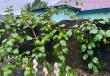 Mengenal Putsa, Apel India yang Kian Diminati