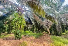 Harga Sawit Sumsel Turun Rp52 per Kg Awal Maret 2026