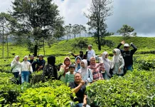 Menikmati Sejuknya Wisata Kebun Teh di Pagar Alam
