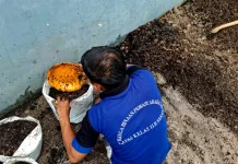 Lapas Sekayu Siapkan Media Tanam untuk Budidaya Melon Inthanon
