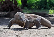 Indonesia Kirim Komodo ke Jepang, Perkuat Konservasi dan Edukasi Global