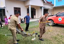 BPBD Banyuasin Evakuasi Buaya Liar di Sungai Rengit