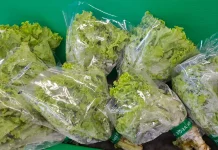 Daun Selada, Sayuran Sederhana dengan Manfaat Besar