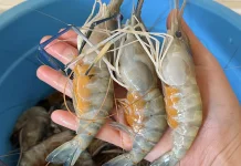 Manfaat Udang untuk Tubuh, dari Jantung hingga Berat Badan