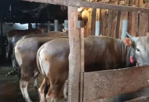 Diskannak OKU Timur Antisipasi Penyakit Ternak Musim Pancaroba