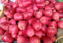 Manfaat Buah Jambu Jamaika untuk Kesehatan Tubuh