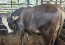 Pemkot Palembang Gencarkan Pemeriksaan Hewan Kurban jelang Idul Adha