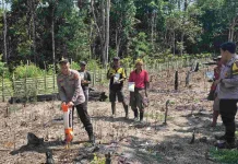 Polsek Semidang Aji Tanam Jagung Bersama Petani