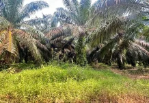 Sumsel Salurkan PSR 3.600 Hektare ke Delapan Kabupaten