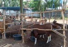 Pemeriksaan Hewan Kurban di Sumsel Diperketat Tahun Ini