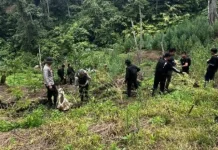 Polisi Bongkar Ladang Ganja 20 Hektare di Empat Lawang