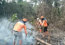 Tiga Kabupaten di Sumsel Tetapkan Status Siaga Karhutla 2026
