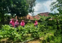 Kelompok Wanita Tani Patih Galung Bougenville Sulap Lahan Jadi Kebun Sayur