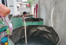 Budidaya Nila Rumahan Jadi Solusi Pangan Keluarga