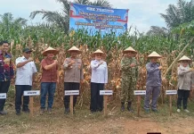 Dukung Swasembada Pangan, Banyuasin Panen Raya Jagung Serentak Nasional