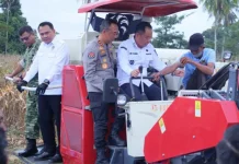 Panen Raya Jagung OKU Selatan Dukung Swasembada Pangan