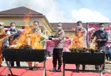 Dua Puluh Hektare Ladang Ganja di Kabupaten Pali Dimusnahkan