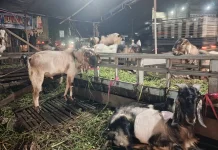 Penjualan Hewan Kurban di Banyuasin Masih Sepi