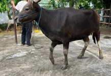 Tips Memilih Hewan Kurban yang Berkualitas agar Bermanfaat