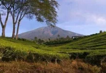 Aktivitas Vulkanik Menurun, Jalur Pendakian Gunung Dempo Dibuka
