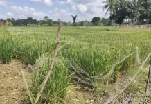 Lima Hektare Lahan Padi Oplah Desa Modong PALI Berhasil Panen