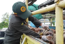 Barantin Perketat Pengawasan Hewan Kurban di Pelabuhan Tanjung Api-Api